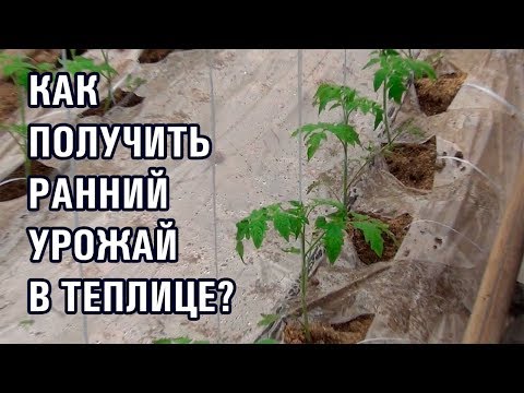 Видео: Как получить ранний урожай томата в теплице!?