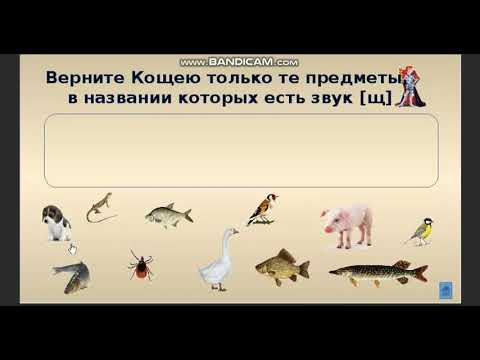 Видео: щ - сь. Дифференциация звуков.  Развитие речевого слуха