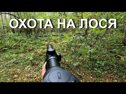 Видео: Охота на ЛОСЯ. Открытие 2023.