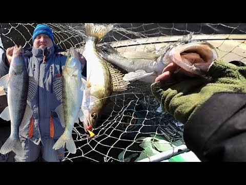 Видео: !!!!!СУПЕР ПРИМАНКИ!!!!! на СУДАКА, Крупний судак не пропускає, Рибалка на судака