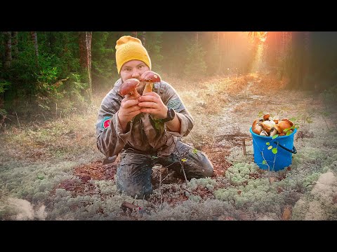 Видео: СЛУЧАЙНО ЗАШЁЛ В ЛЕС И АХНУЛ ОТ УВИДЕННОГО. ПОЛЯНЫ БЕЛЫХ ГРИБОВ УВИДЕЛ ГРИБНИК И ОБАЛДЕЛ. ГРИБЫ