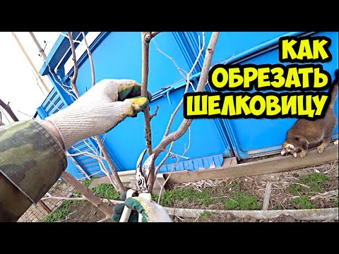 Видео: Как обрезать шелковицу (тутовник) трехлетку весной || Основные принципы формирования кроны в 2022