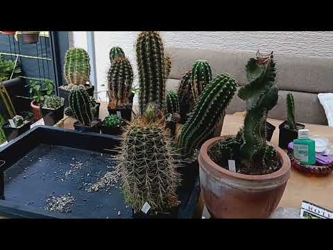 Видео: Мои новые кактусы.Цветут ли кактусы без корней?Обзор из теплицы.