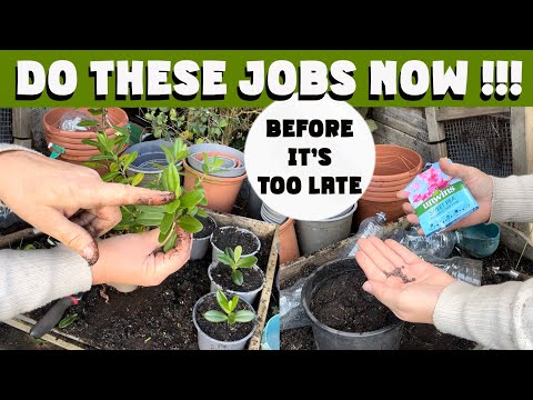 Видео: ОЗИМЫЙ ПОСЕВ В НОЯБРЕ и ЧЕТЫРЕ других задания, которые вы ОБЯЗАНЫ выполнить прямо сейчас! СМОТРЕТ...
