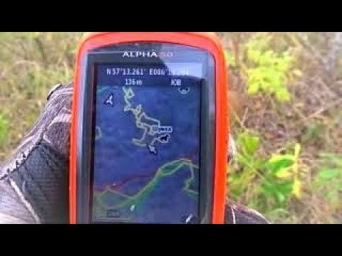 Видео: Работа с молодыми гончими, нагонка, ответы на вопросы подписчиков.