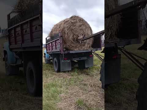 Видео: Погрузка тюков самодельным погрузчиком.Вывоз сена домой.