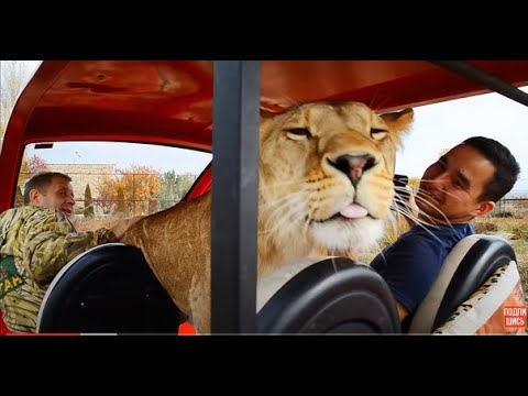 Видео: Львица автомобилист КАТАЕТСЯ на МАШИНКЕ! Lioness rides a car!