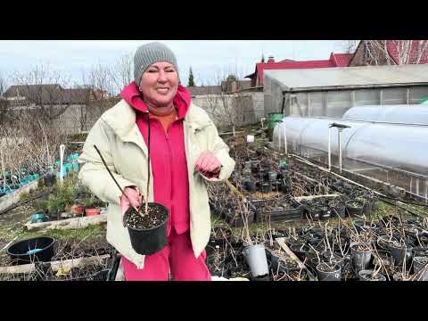 Видео: Обрезка гортензии, формировка на продажу. Отправка продолжается. Этикетки.