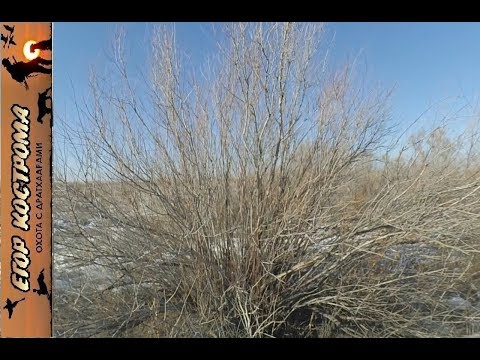 Видео: ОХОТА НА ЗАЙЦА В ЗАРОСЛЯХ ЧИНГИЛЯ. 2 февраля 2019г.