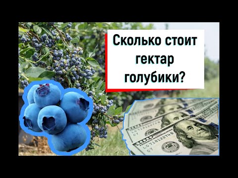 Видео: Сколько на самом деле стоит гектар голубики?