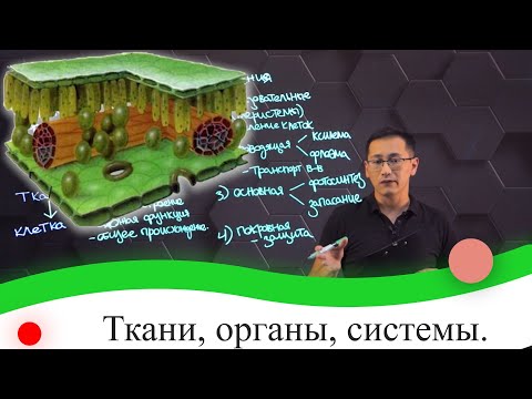 Видео: Ткани, органы, системы. 7 класс.