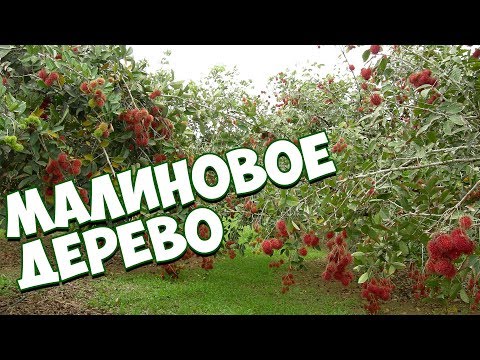 Видео: Штамбовая малина и малиновое дерево 🌱  советы от хитсад тв