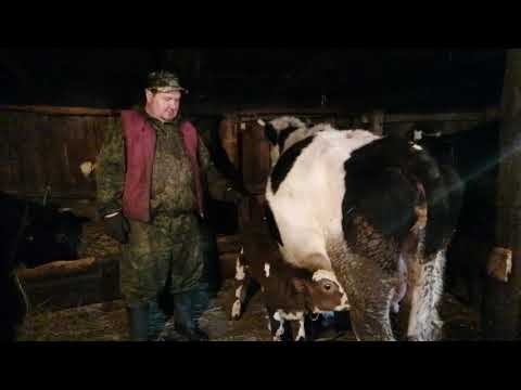 Видео: Как приучить корову к чужому теленку.