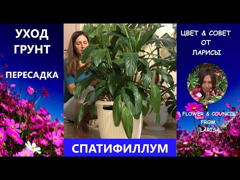 Видео: СПАТИФИЛЛУМ УХОД И ПЕРЕСАДКА