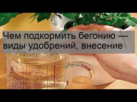 Видео: Чем подкормить бегонию — виды удобрений, внесение