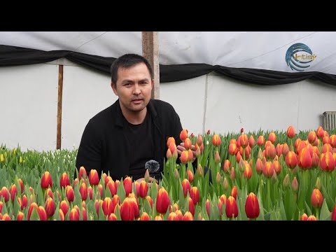 Видео: САРҚАНДАҒЫ ҚЫЗҒАЛДАҚ ЖЫЛЫЖАЙЫ / ЕЛ мен ЖЕР / 23.02.2024