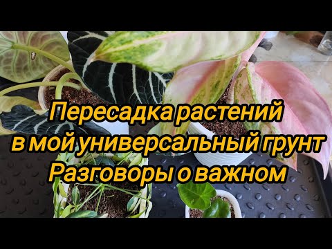 Видео: Пересадим растения и поговорим о важном