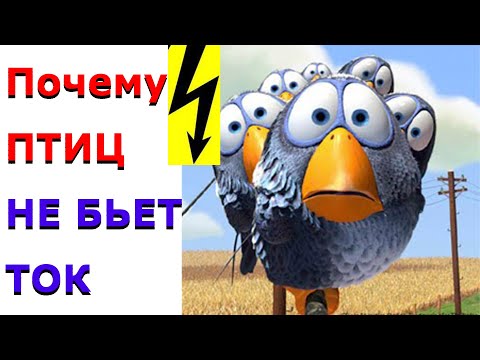 Видео: Почему птиц на проводах не бьет ток. Самое понятное объяснение