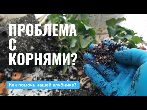 Видео: // Клубника потратила все силы? Зри в корень! //