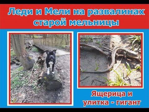 Видео: Нашли руины старой мельницы вблизи от озера. Леди знакомится с ящерицей. Стаффбуль принимает душ.