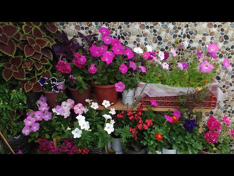 Видео: ЖИЗНЬ В АЛЖИРЕ
