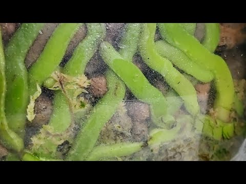 Видео: Полей ТАК❗ Корни ПОПРУТ здоровые и ЖИРНЫЕ, Цветоносы ПЫШНЫЕ