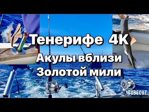 Видео: Тенерифе 4К Ловим акул у пляжей Лас Америки #таещекулинарка