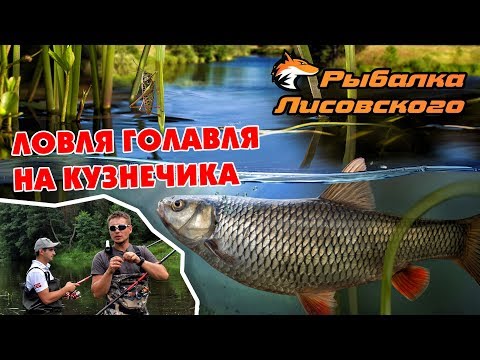 Видео: Ловля голавля на кузнечика. Рыбалка Лисовского.