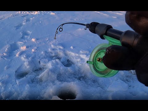 Видео: СНОВА МОНСТР НЕ ЛЕЗЕТ В 150!!НЕЛЬМА НА БАЛАНСИР!!Рыбалка 2021 на реке Обь. Бурлак Егерь