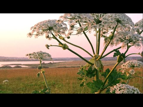 Видео: Агрессивный Борщевик.  В чем его опасность для человека и животных?