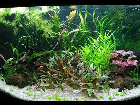 Видео: Насколько сложен в уходе угловой аквариум на 350 литров/купила набор по уходу за аквариумом