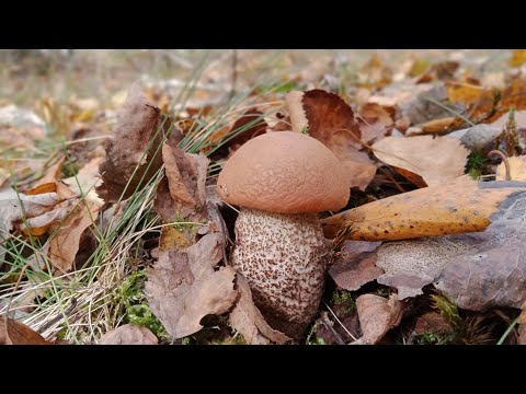 Видео: Грибной паштет. Подосиновики