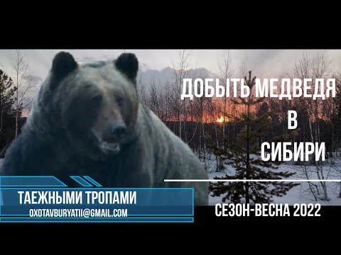 Видео: Добыть медведя. Весна, Сибирь, охота на медведя.