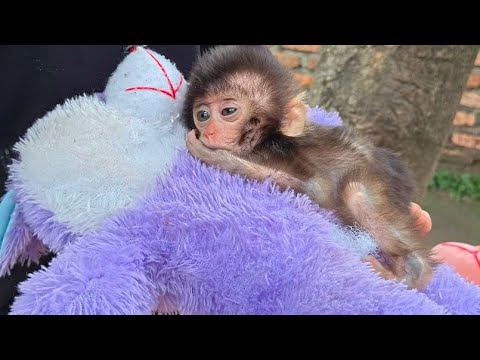 Видео: Я НИКОГДА НЕ ДУМАЛ, ЧТО УКУС КОМАРА МОЖЕТ БЫТЬ ТАКИМ