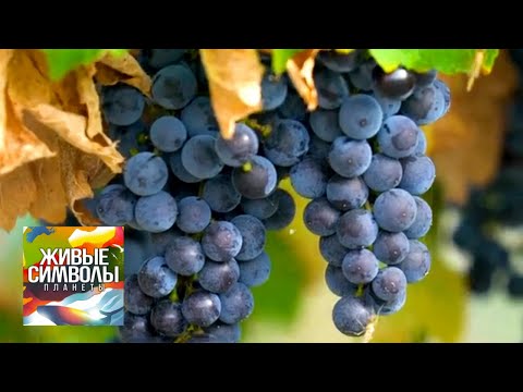 Видео: Растения Румынии. Живые символы планеты