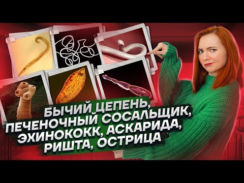 Видео: Все жизненные циклы червей для ЕГЭ