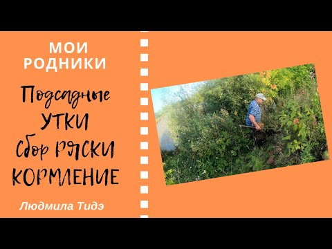 Видео: Подсадные утки Сбор ряски Кормление