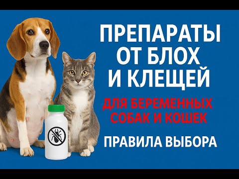 Видео: Препараты от блох и клещей для беременных собак и кошек
