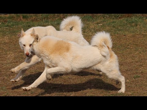 Видео: Тайна и Ханта где то рядом