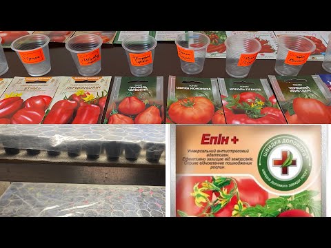 Видео: Як я висівала 218 сортів томатів?Використовувала хлоргексидин і епін.