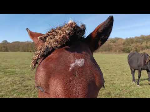 Видео: Осенний выпас . 30сентября 2025