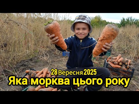 Видео: Копаємо моркву.