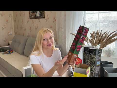 Видео: УЮТНЫЕ ДЕРЕВЕНСКИЕ ВЫХОДНЫЕ/ГОТОВИМСЯ К ВЕСНЕ/РАСТЕНИЯ ДЛЯ БУДУЩЕГО САДА/ ПИРОГИ С КАРТОШКОЙ