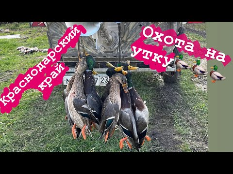 Видео: ОХОТА на УТКУ в НОЯБРЕ 2023.О ТАКОЙ ОХОТЕ мечтает КАЖДЫЙ. #охотасчучелами #охотасподсадными