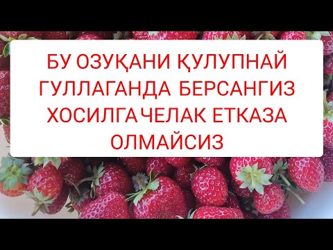 Видео: Бу озуқани  қулупнай гуллаганда берсангиз  хосилга челак етказа олмайсиз  +998973439321