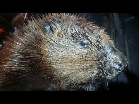 Видео: Неделя охоты на бобров. Фантастическая охота в окружении 4х бобров сразу