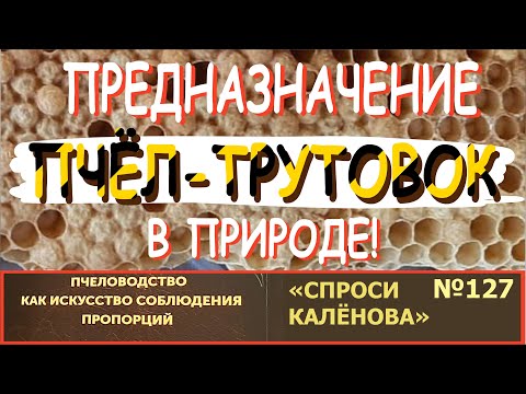 Видео: Пчёлы-трутовки. Что это? Беда или Счастье? Через понимание пчел к доходному пчеловодству. "СК" - 127
