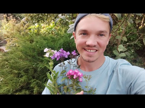 Видео: Посадка флоксів. Флокси в саду