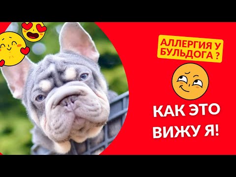 Видео: Аллергия у бульдога как вижу ее я ! Это только мой опыт, мое видение уже много лет.
