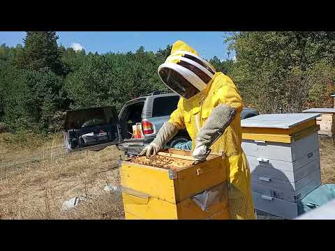 Видео: От едномайчино към двумайчино семейство. Есенно обединение.Видео 1.